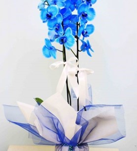 çiçek vagonu, online çiçek, hızlı çiçek, ucuz çiçek